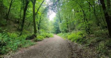 path through Kellys Wood