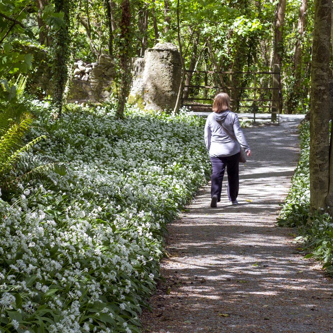 lady walking down woodland path in Tintern surrounded by white wild garlic blooms alongside the path